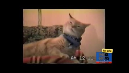 Singing Cat_ Old Time Rock'n'roll