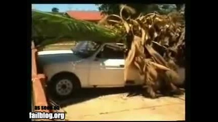 Tree Removal Fail 