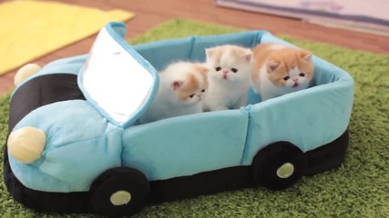 Малки котета в плюшена кола ...