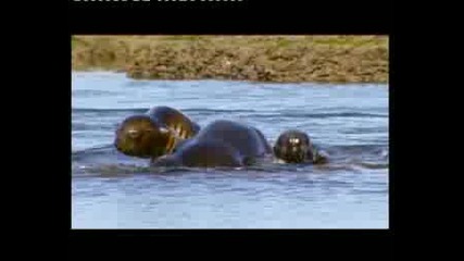 Deep Blue Part Ii - From A Bbc Serie Planet Earth