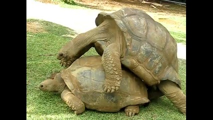 Гигантски Костенурки Смях