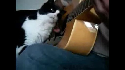Най - смешната котка!