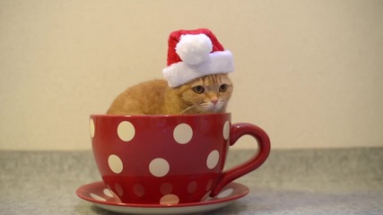 Коте с коледна шапчица в чаша .. Сладур ..