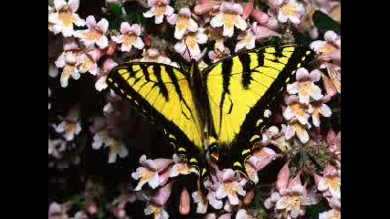Ennio Morricone - Chi Mai: Butterflies