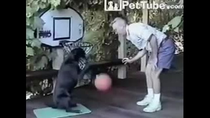 Куче-баскетболист!