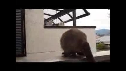 Коте се проваля при скок
