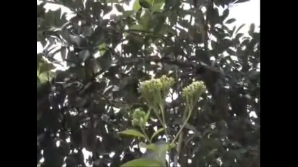 Отново душата ми все теб желае - Драган Стоинич