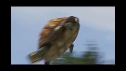 Мечока Йоги Movie Hd Trailer 2011