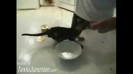 Какво Би Направило Едно Коте, За Да Получи Храната Си