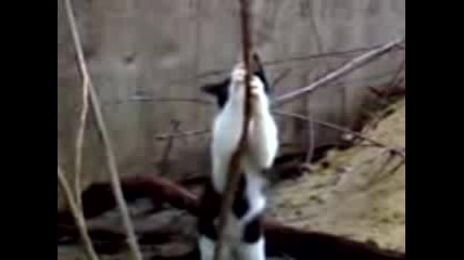 Dancing Cat 
