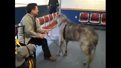 Airport Greeting by Irish Wolfhound