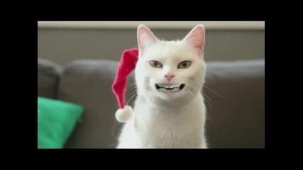 Котка пее коледна песничка (смях)
