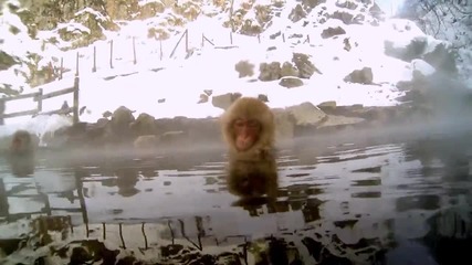 Сладки Маймунки си взимат топла вана