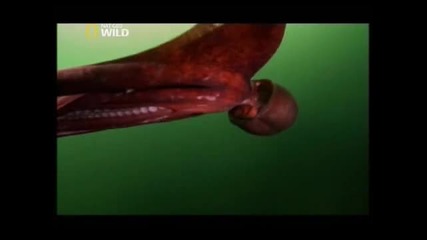 National Geographic - Search for the Giant Octopus / В търсене на Гигантския Октопод