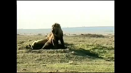 Два лъва насират 10 - 20 Хиени