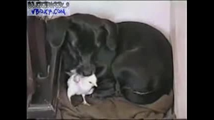 Пиле С Охрана - Смях
