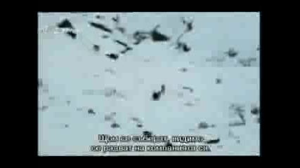 Животът На Бозайниците(филм 1, Серия 3) - Месоядните