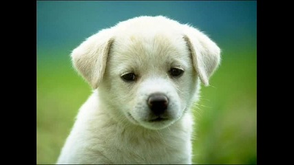 cute puppies