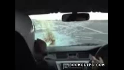 Seagull Hits Car Going 180 Mph 