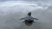 500 бебета морски костенурки бяха пуснати в Тихия океан