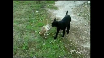 Любовта между котка и сова