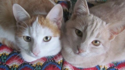 Cats and Valeriana officinalis