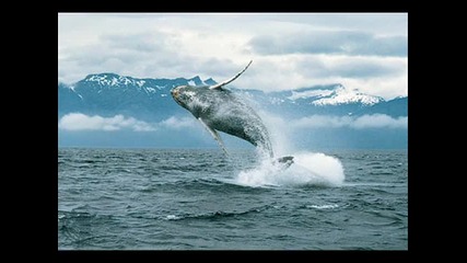 Най-голямото животно - синия кит !!