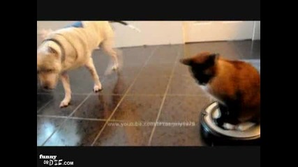 Котка пребива куче ! Смях ...