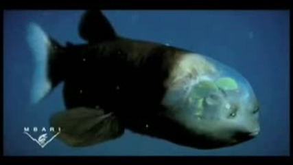 Първият Жив Екземпляр на Риба с Прозрачна глава е Открит