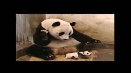 Panda Tancuva (montaj)