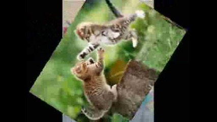 .. Ko7enca ..