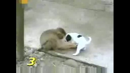Маймуна се залива от смях след като проверява колко му е дълго на кучето :d Много лудо 