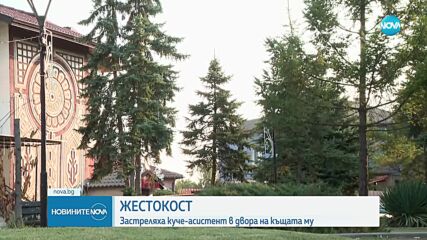 Убиха куче асистент на диабетик в село Равно поле