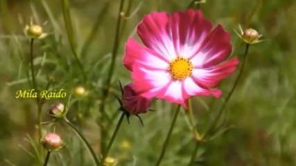 Шансон Песни о Жизни и Любви