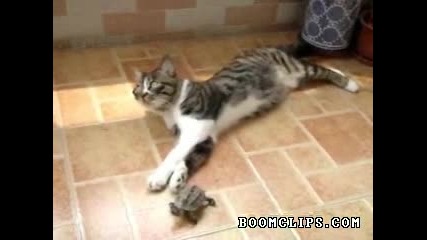 досадна костенурака 