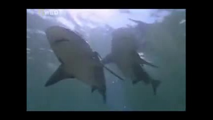 World Deadliest Animal - Amazon 