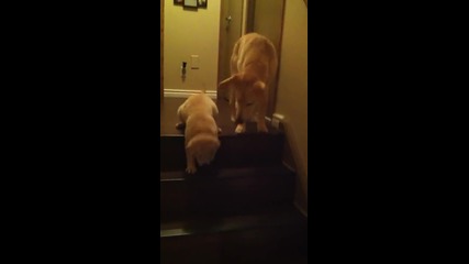 кученце което се бои да слиза по стълби