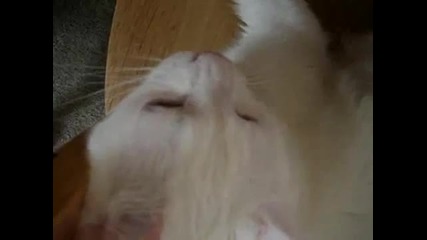 За какво наистина си мислят котетата