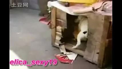 Куче Изнасилва Кокошка