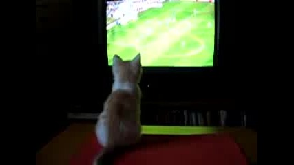 котка гледа футбол