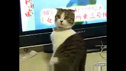 Котка - Смях (направо Да Те Изяде)