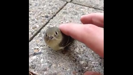 Bird Machine vine [low, 360p]