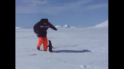 Атаката на пингвина