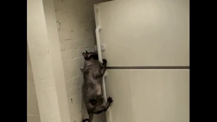 Котенце само си отваря фризера