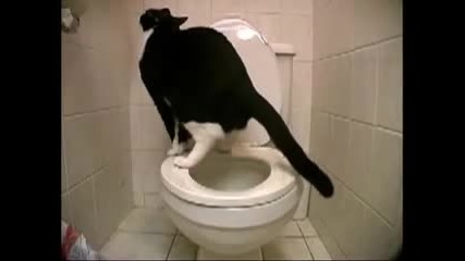 Котка ака в тоалетна