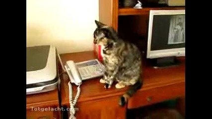 Котка и принтер - голям смях
