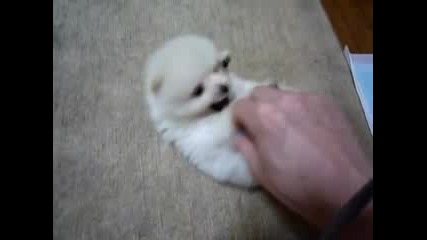 Най -малкото куче в света