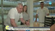 Къде се намира единствената у нас ферма за полезни насекоми и как помага на реколтата