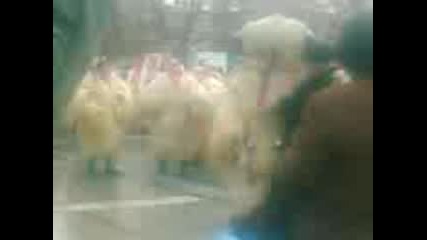 корантите от Словения в Перник 23.01.2009
