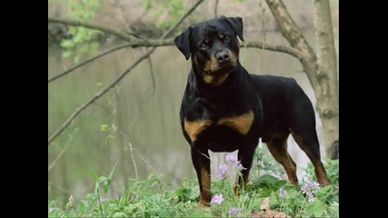 Rottweiler 